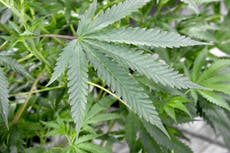 ¿Por qué el 4/20 celebramos el Día de la Marihuana?