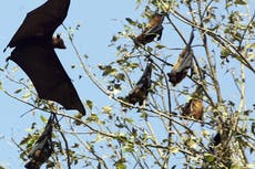 El regreso del Virus Nipah en la India: síntomas, orígenes y todo lo que hay que saber