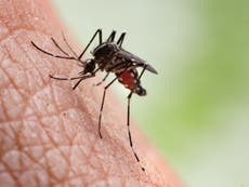 Fumigarán Nueva York por llegada del virus del Nilo Occidental