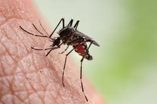 Fumigarán Nueva York por llegada del virus del Nilo Occidental