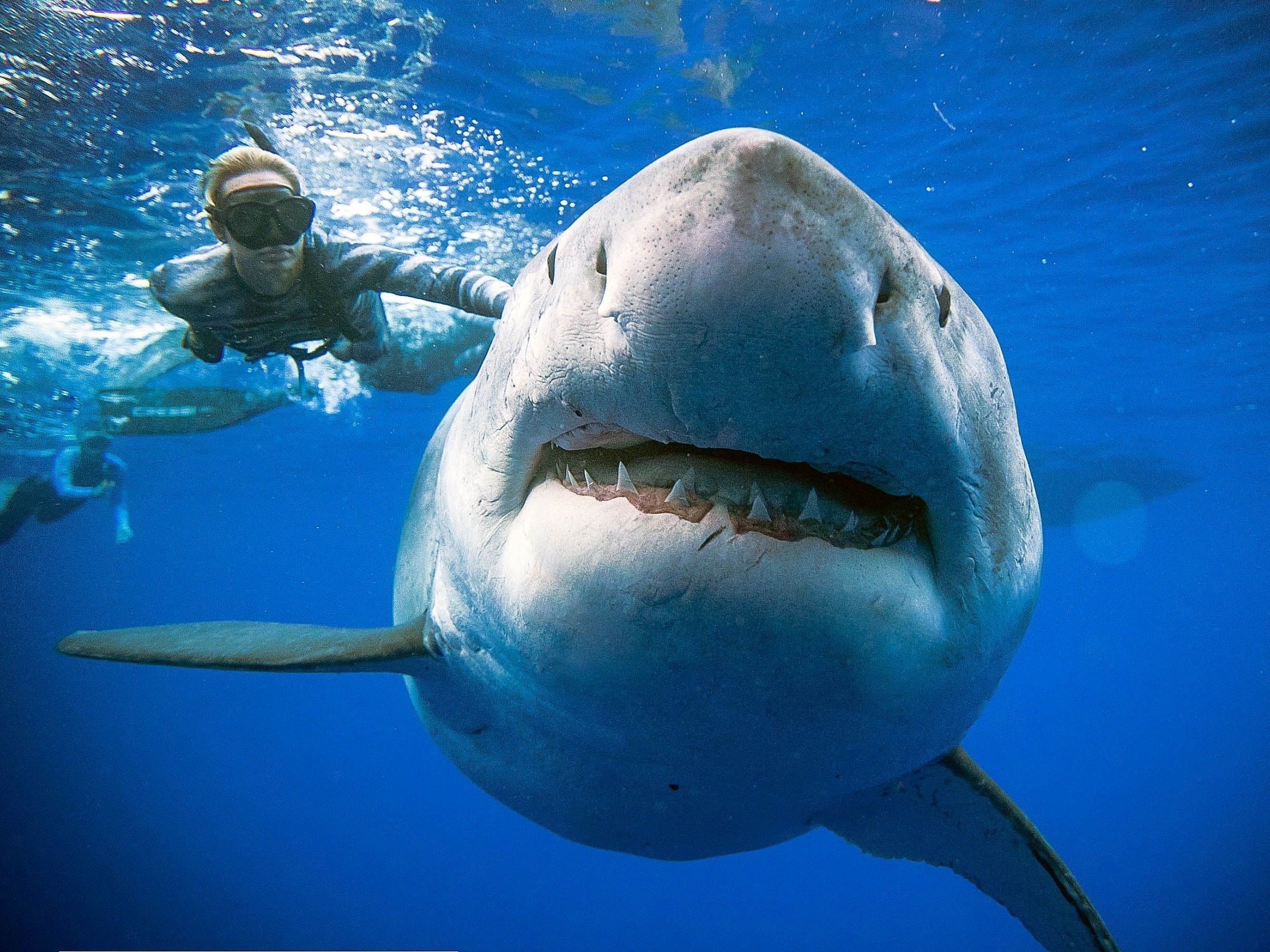 La conservacionista marina y buceadora Ocean Ramsey nada junto al tiburón blanco más grande que se conoce, Deep Blue, en agosto de 2020