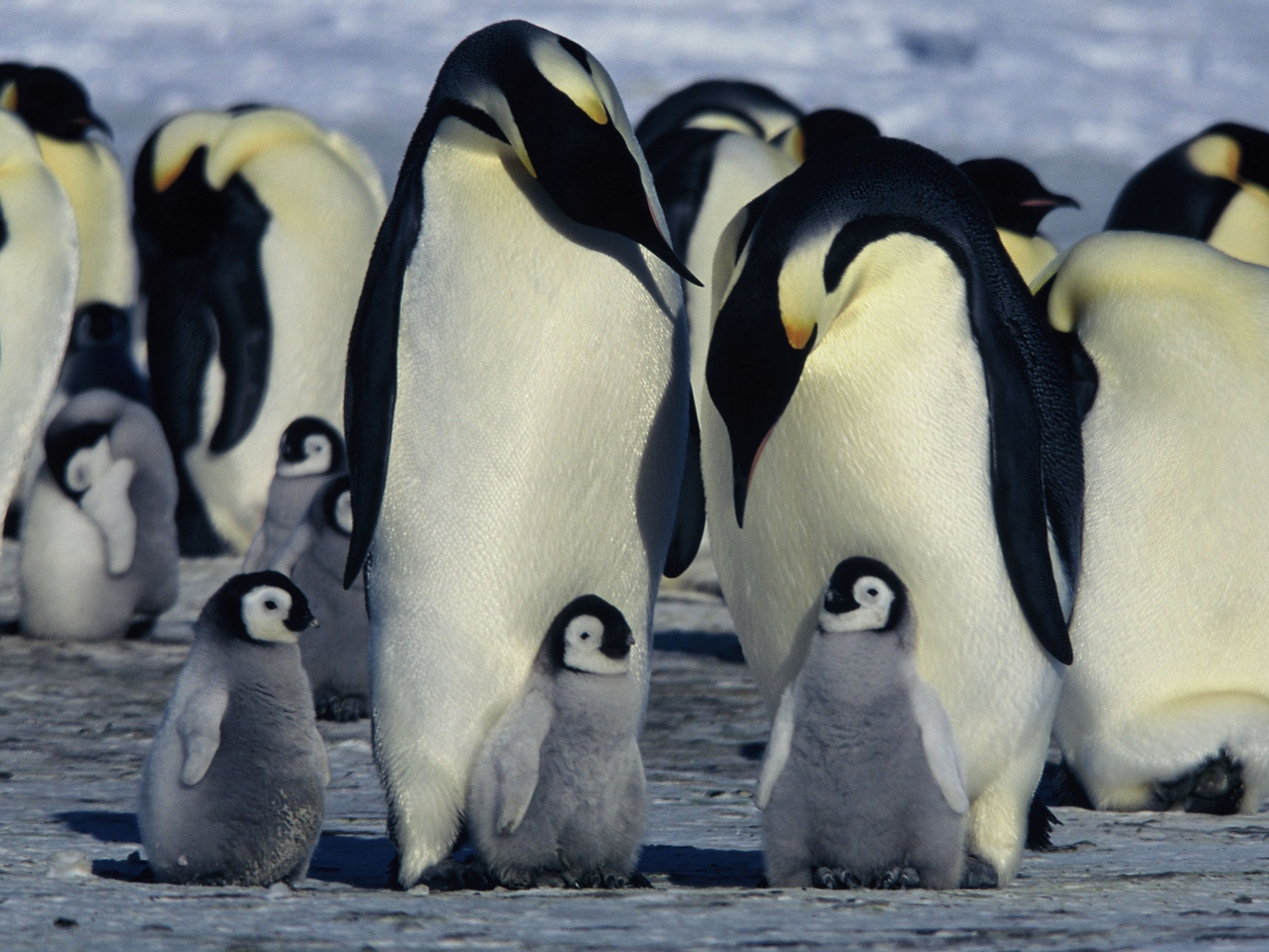 <b>Beat</b>: Enron: The Smartest Guys In the Room to Best Documentary in 2005 <p>

If more people watched Enron and fewer people watched fairy tales about penguins, the world would be a better place. Luc Jacquet’s Antarctic nature documentary features some stunning photography amid hostile conditions, but it is handicapped by a trashy, unscientific voice-over that keeps emphasising the family “love” that drives these birds – despite the fact that they only mate for a season and never see their young again, once they’re weaned. Alex Gibney’s look at the shocking crash of a Wall Street darling, on the other hand, manages to make dry financial matters feel vital and immediate, and avoids making cutesy claims that the Enron board just couldn’t help being motivated by a near-mystical devotion to money.