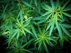Día mundial de la marihuana: ¿qué es el 420 y por qué se atribuye al cannabis?