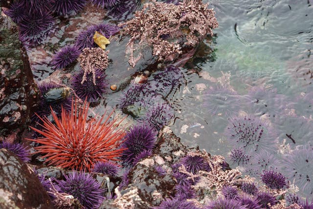 <p>Una misteriosa plaga que mata a los erizos de mar se está propagando de forma acelerada en todo el mundo, según un nuevo estudio publicado en la revista científica 'Current Biology' </p>