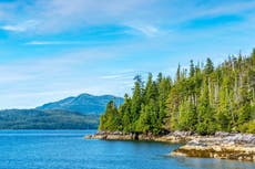 Biden pone fin al plan de Trump de talar la selva tropical de Alaska conocida como ‘los pulmones de América del Norte’