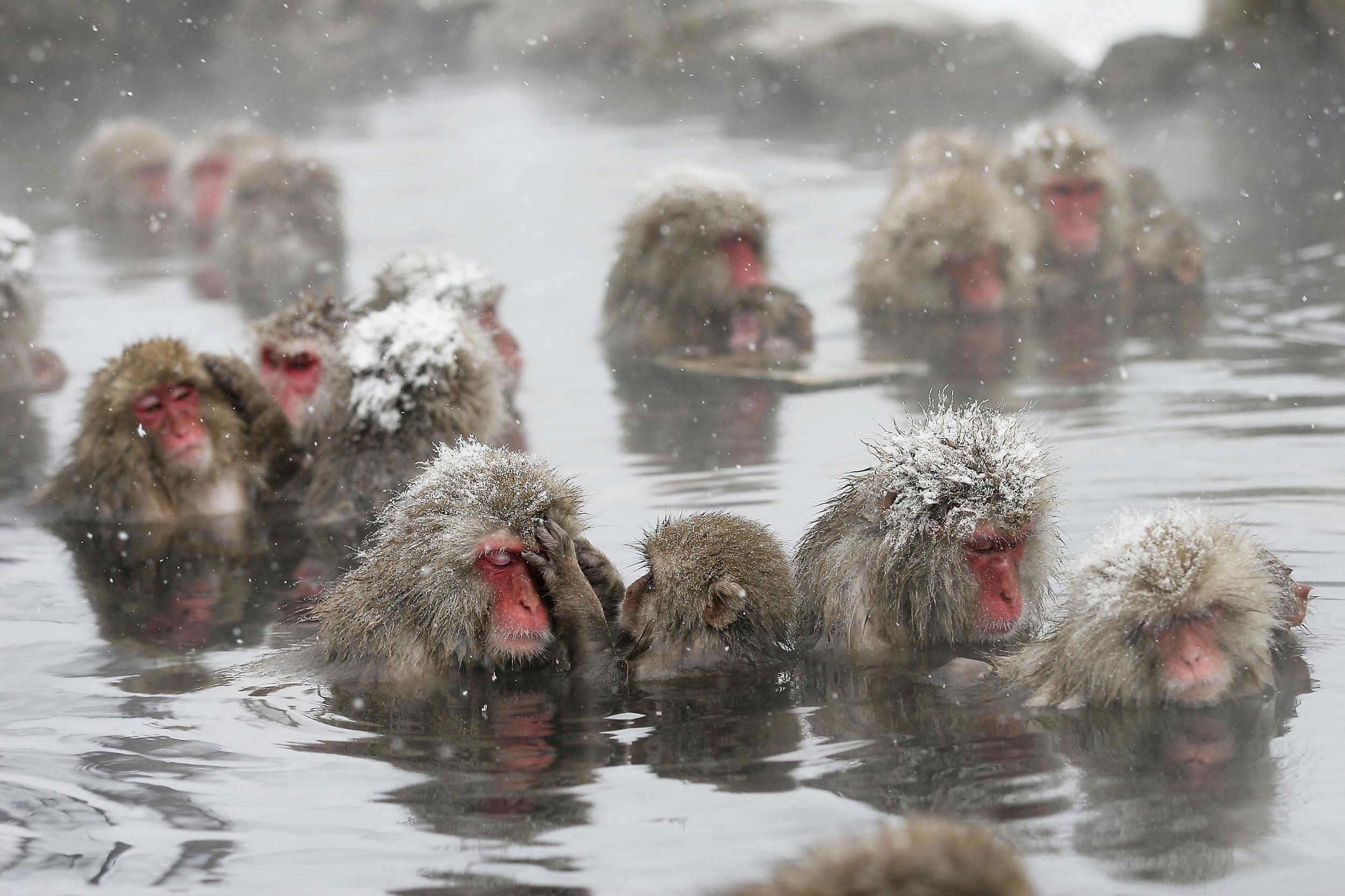 Los macacos se bañan en las montañas de la prefectura japonesa de Nagano