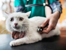Coronavirus: Los gatos son el nuevo grupo vulnerable a la enfermedad