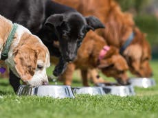 El alimento para perros que sería un riesgo para la salud pública mundial