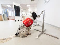 Aeropuerto detectará pasajeros con coronavirus con la ayuda de perros