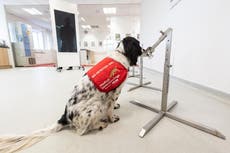 Coronavirus: Aeropuerto de Helsinki utilizará perros entrenados para detectar pasajeros contagiados