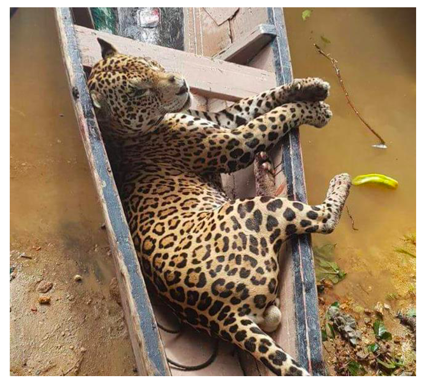 Un cadáver de jaguar transportado desde el bosque en Surinam utilizando una canoa