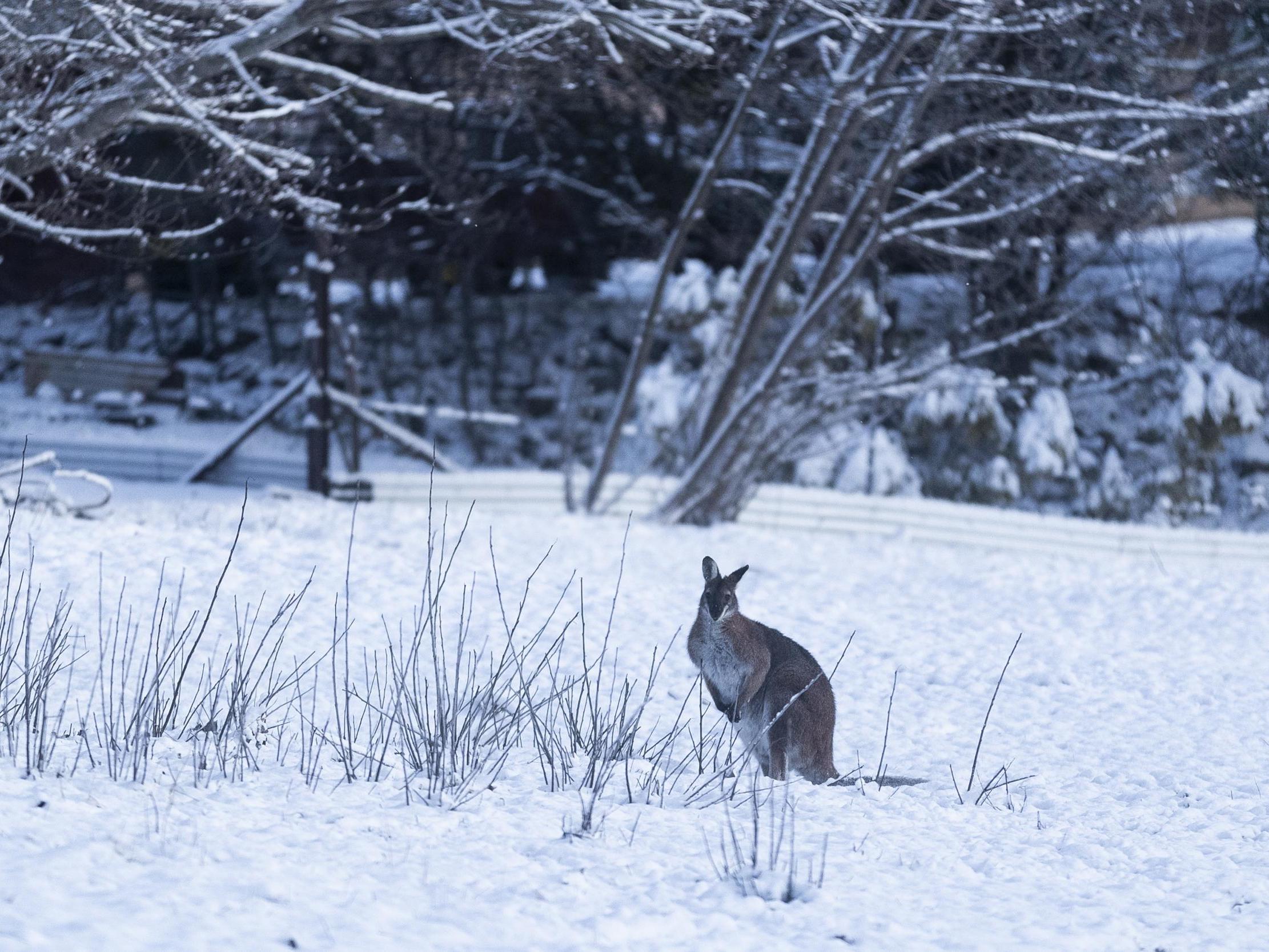 Se ve un marsupial en la nieve el 23 de agosto de 2020 en Adaminaby, Australia