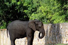 Elefante deprimido en Polonia recibirá tratamiento experimental de aceite de cannabis