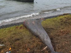 Delfines aparecen muertos semanas después de un derrame de petróleo