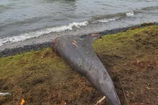 Luto marino: 18 delfines aparecen muertos en África semanas después de un derrame de petróleo