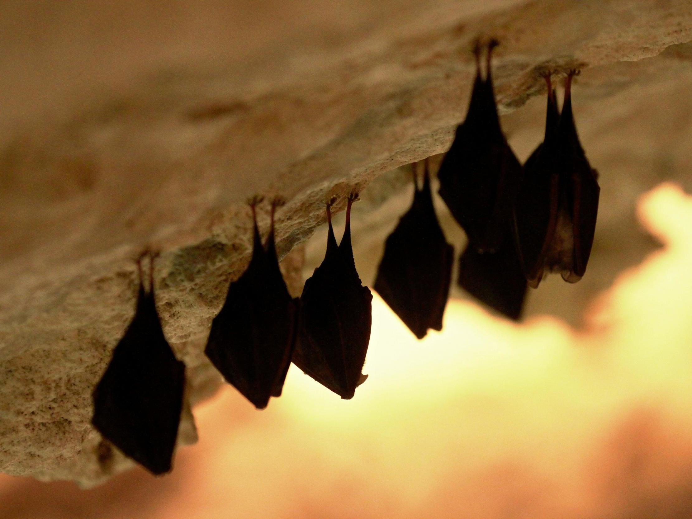 Los investigadores creen que el coronavirus saltó de los murciélagos a los humanos a través de un animal intermediario