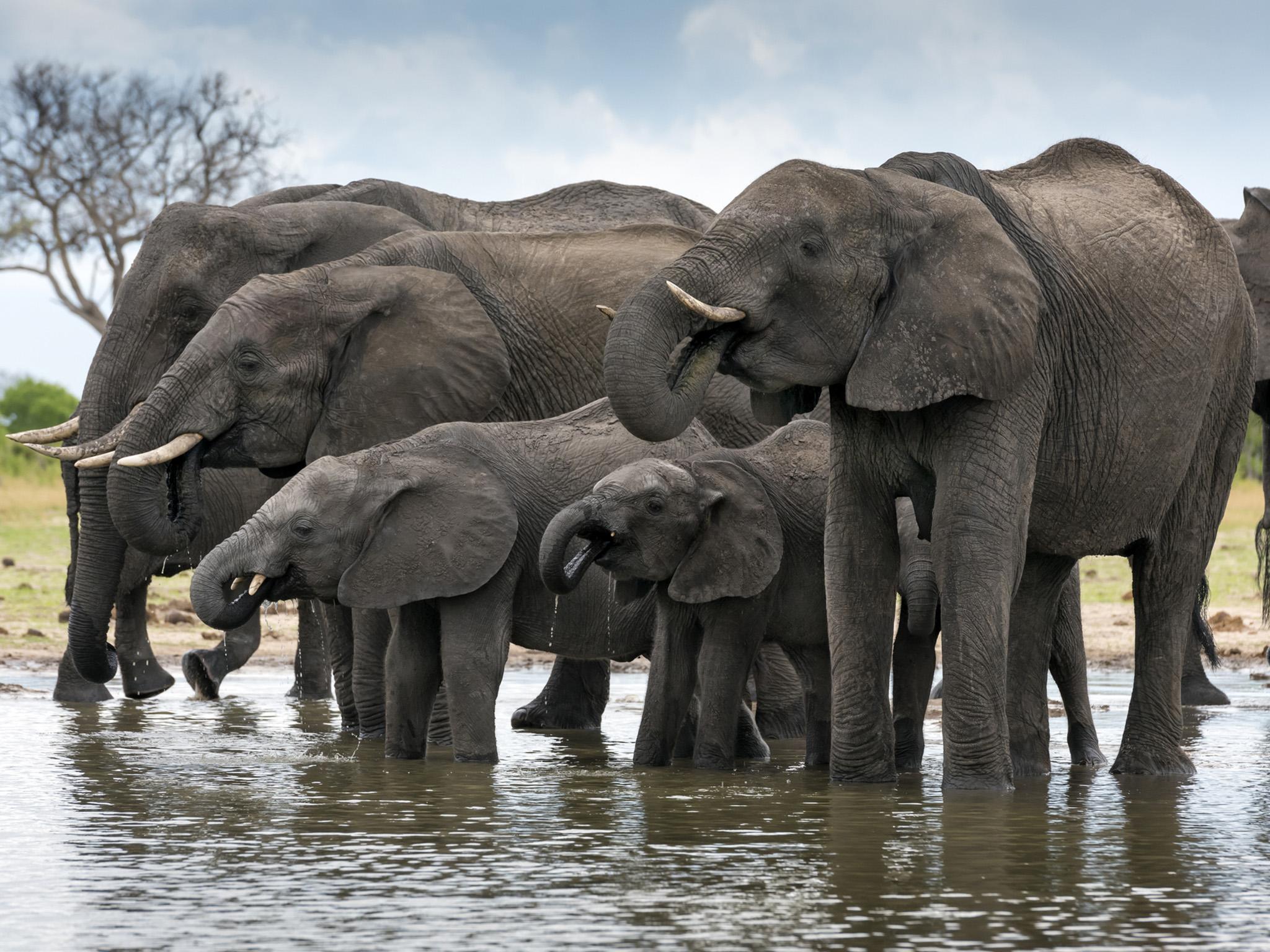 Este caso se da después de que en Botsuana han muerto al menos 350 elefantes desde mayo sin que se sepa la razón de su deceso