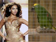 Loro impresiona a los visitantes de zoológico en Inglaterra cantando ‘If I Were a Boy’ de Beyoncé