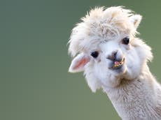 Coronavirus: Anticuerpos de las alpacas podrían ayudar a combatir la pandemia 