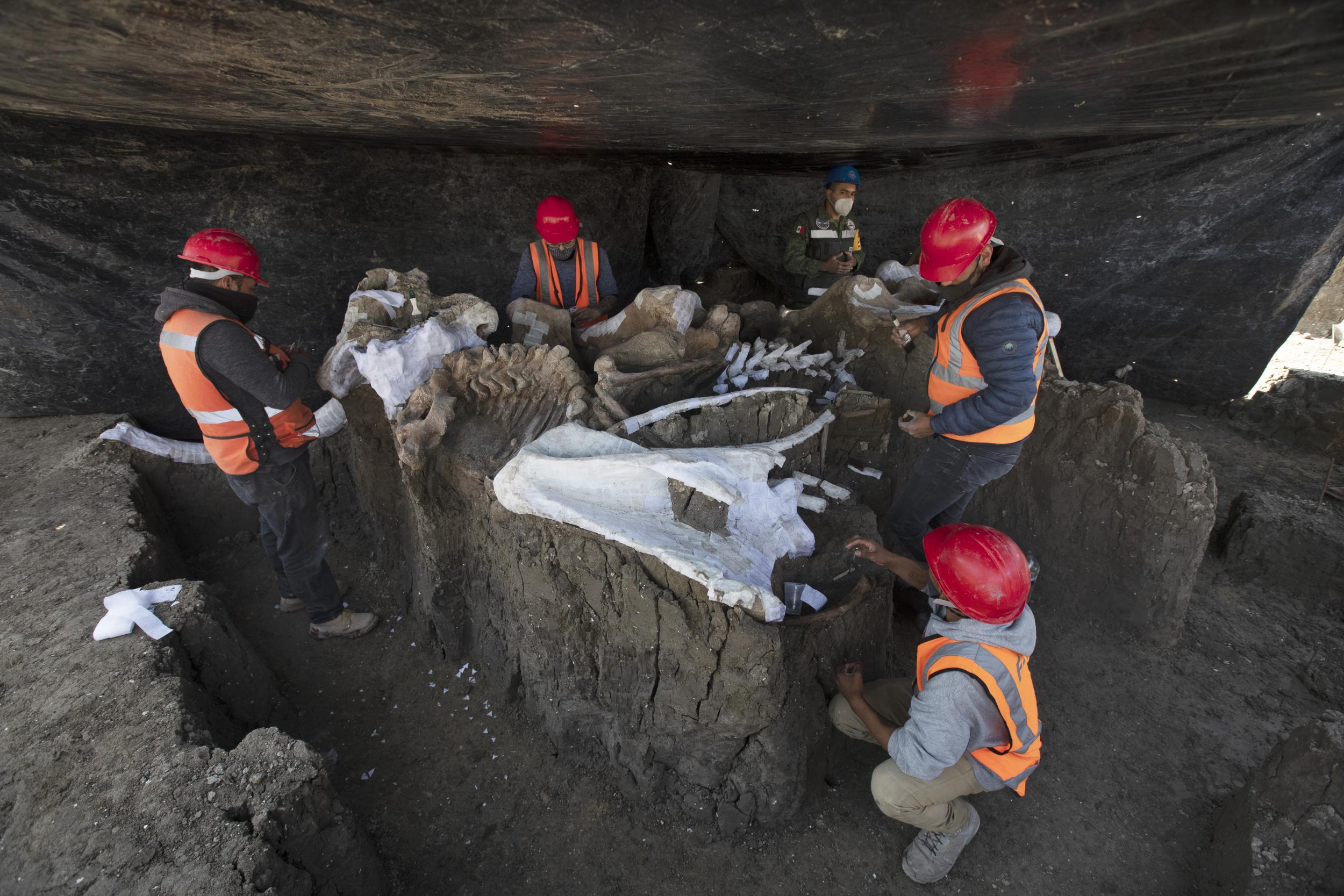 Paleontólogos trabajan para preservar el esqueleto de un mamut descubierto en el sitio del aeropuerto mexicano