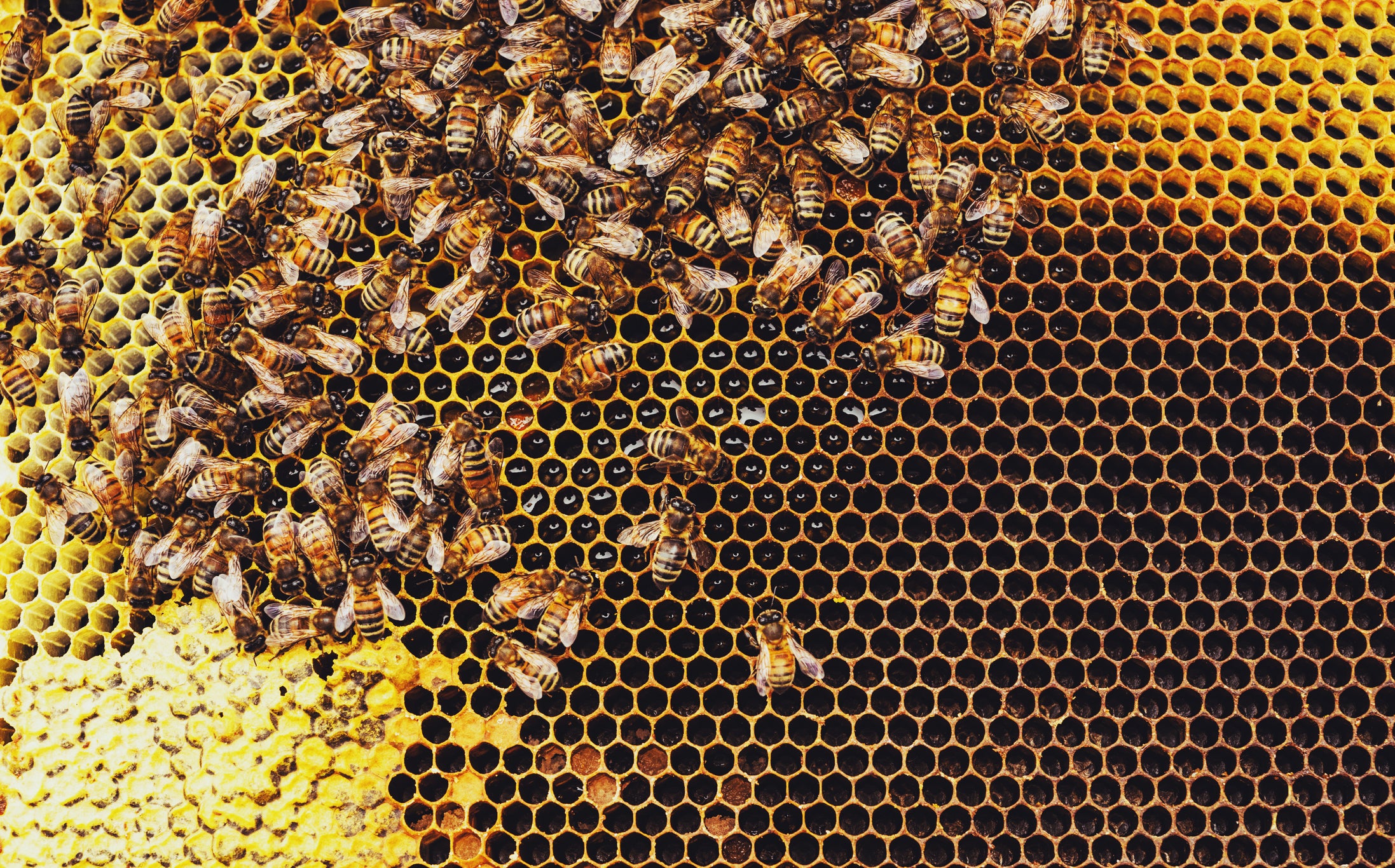 Se estima que los servicios de polinización de las abejas rondan los 30.000 millones de dólares al año.