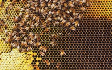 Las abejas utilizan distanciamiento social cuando los parásitos amenazan su colmena, encuentra estudio