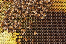 Las abejas utilizan distanciamiento social cuando los parásitos amenazan su colmena, encuentra estudio