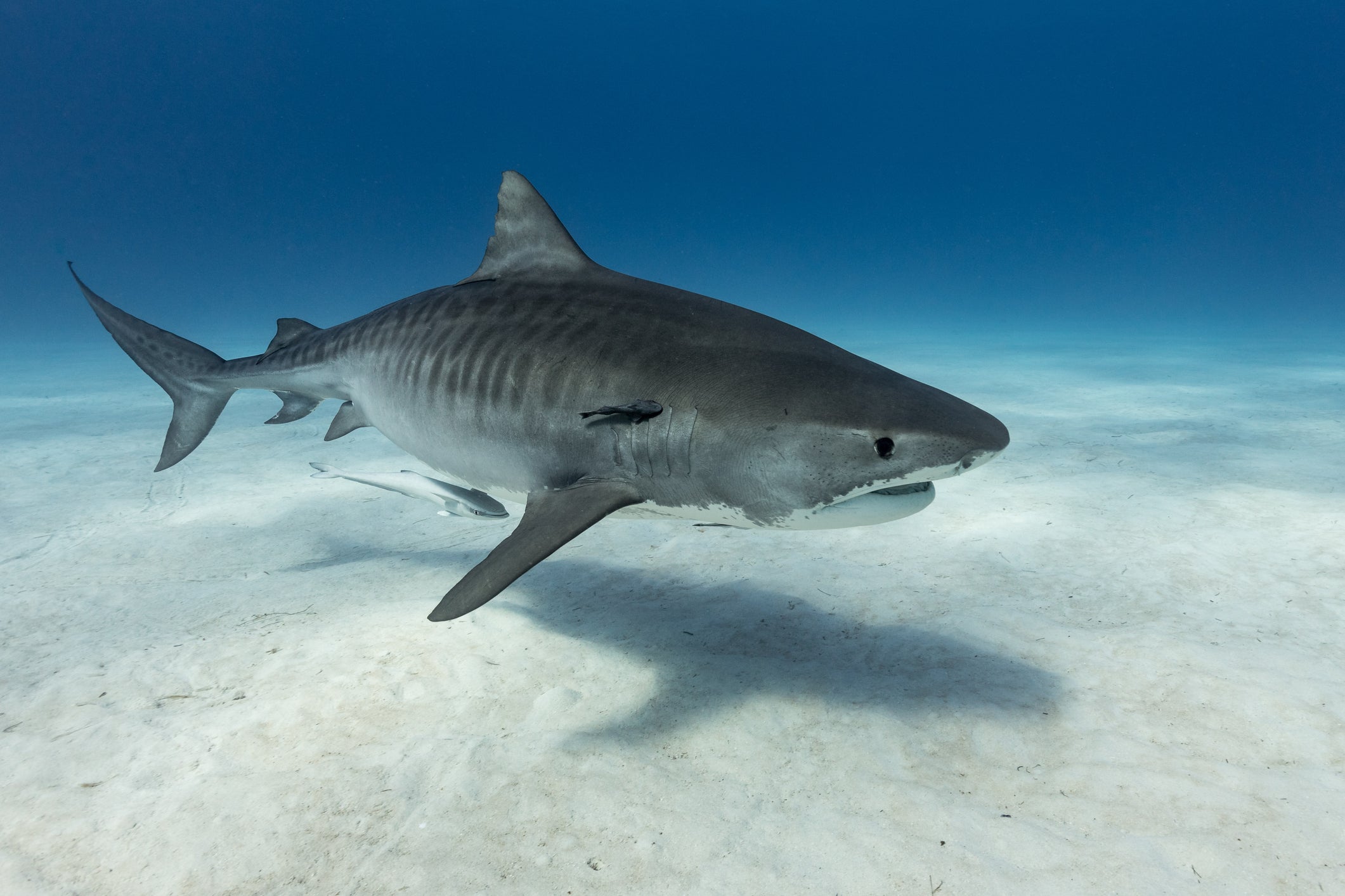 Los tiburones tigre pueden crecer incluso más que los grandes blancos