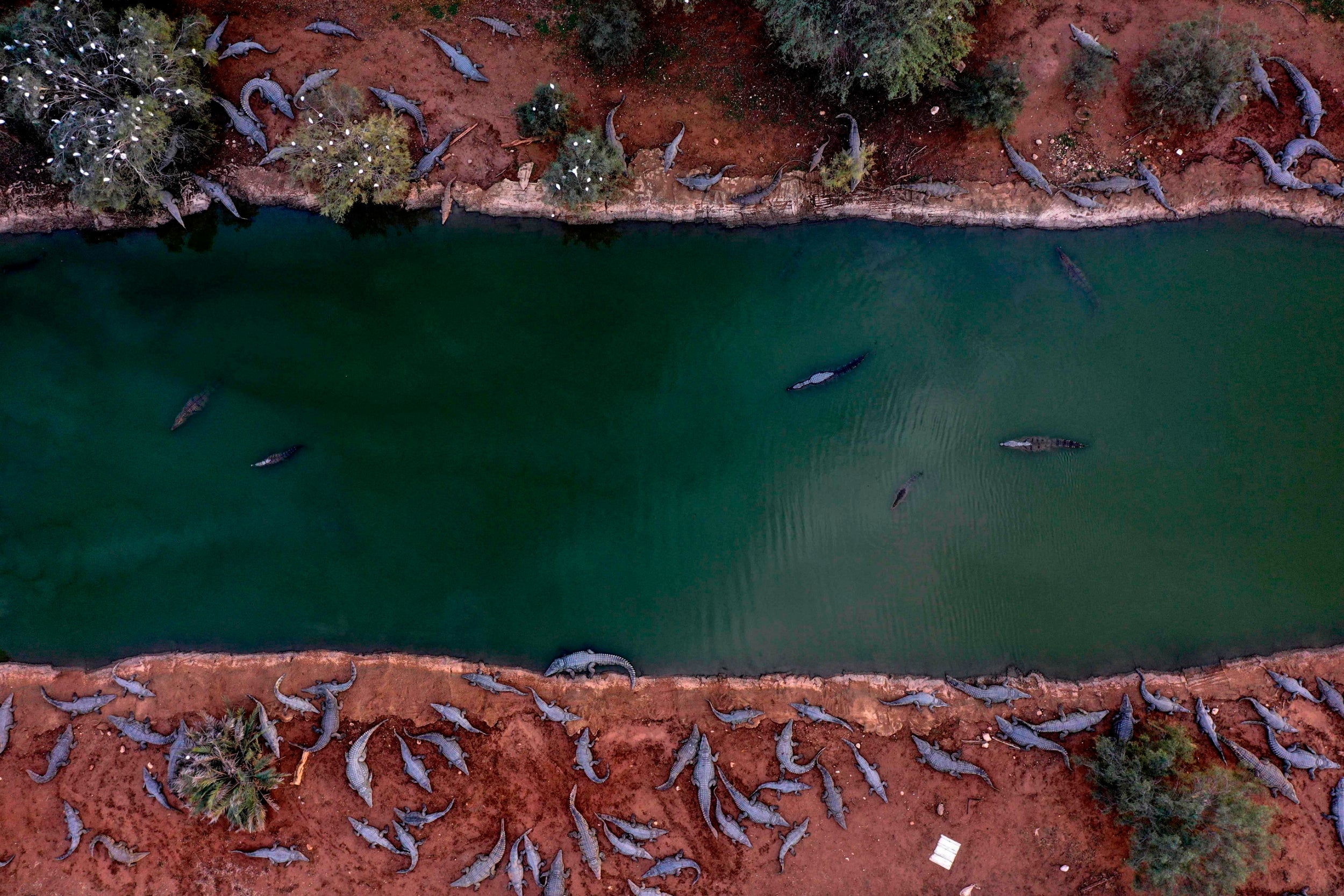 Sacrifican cocodrilos que se volvieron caníbales en granja abandonada